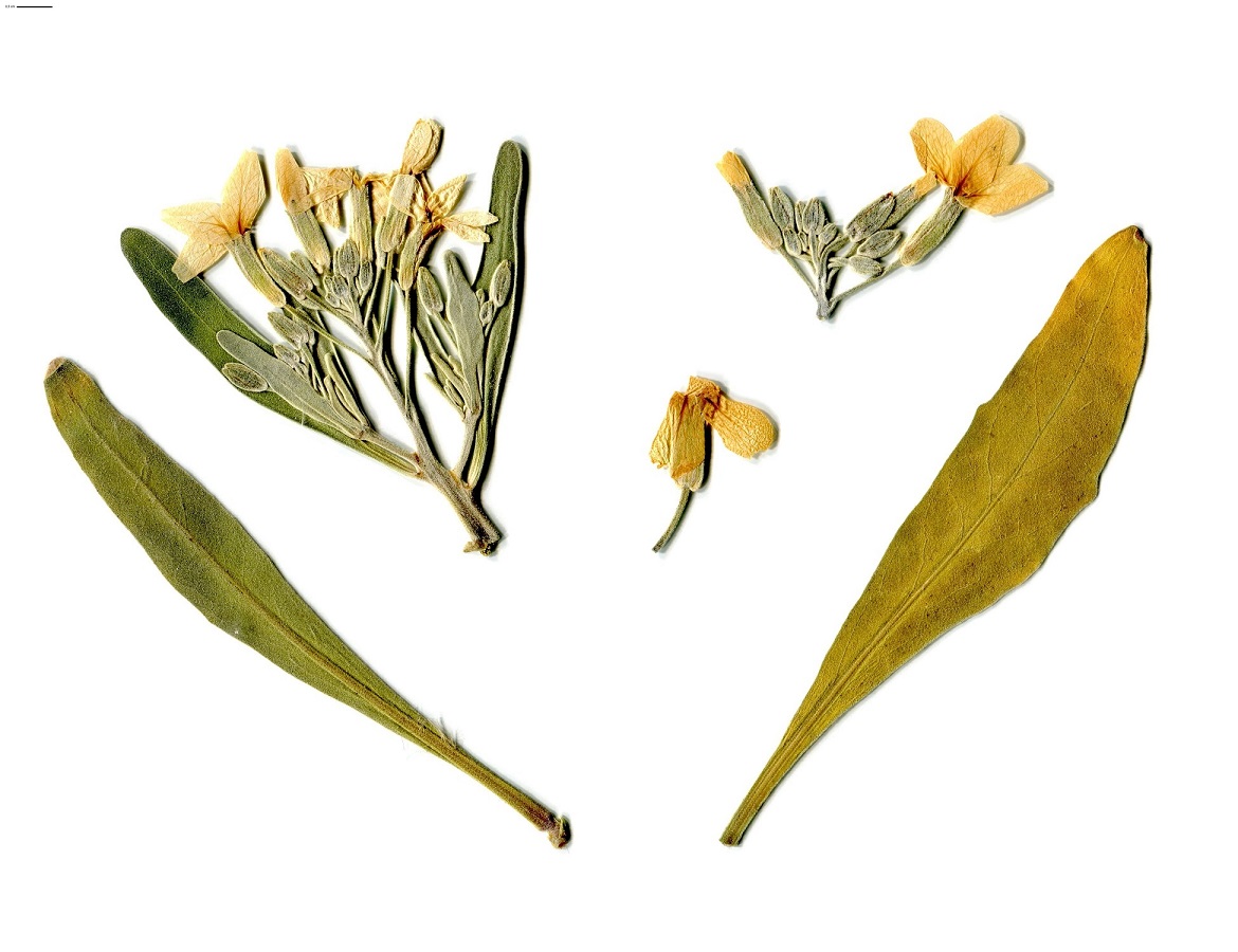 Matthiola incana subsp. incana (Brassicaceae)